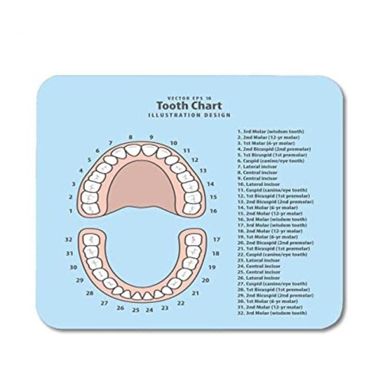 Emvency Alfombrilla de mouse rosa diagrama de dientes