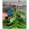 HomeX Herramienta para jardinería y jardinería cortador