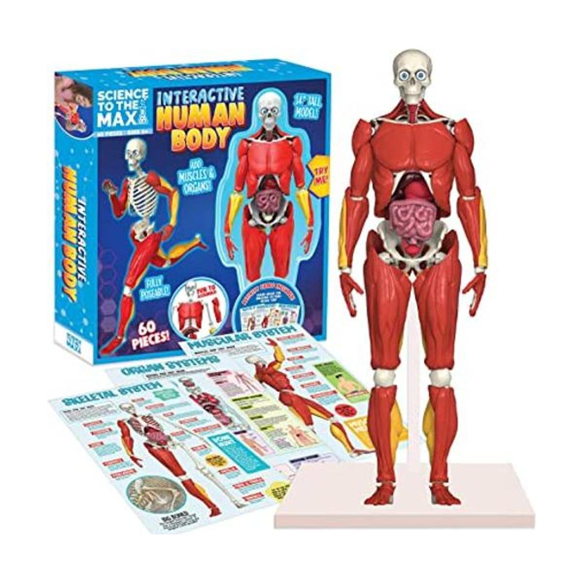 Be Amazing Toys Cuerpo humano interactivo Figura de