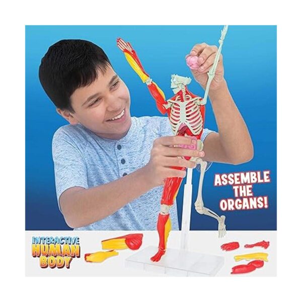 Be Amazing Toys Cuerpo humano interactivo Figura de_4