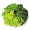 Musgo decorativo artificial preservado verde musgo de 9_1