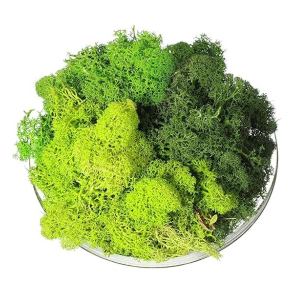 Musgo decorativo artificial preservado verde musgo de 9_1