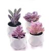 CADNLY Juego de plantas suculentas falsas plantas_1