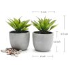 Kurrajong Farmhouse Plantas falsas Juego de dos_2
