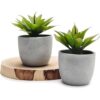 Kurrajong Farmhouse Plantas falsas Juego de dos_1