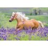 Rompecabezas para niños RAVENSBURGER 05148 Horse Love_4
