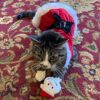 Smokeys Stash Juguetes de Navidad para gatos de hierba