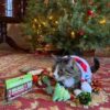 Smokeys Stash Juguetes de Navidad para gatos de hierba