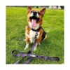 Juego de collar y correa para perros a juego Black_5