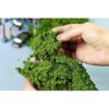 Modelo de árbol en polvo de planta verde para bricolaje en_5
